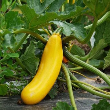 Courgette jaune Bio - Ferme de Sainte Marthe