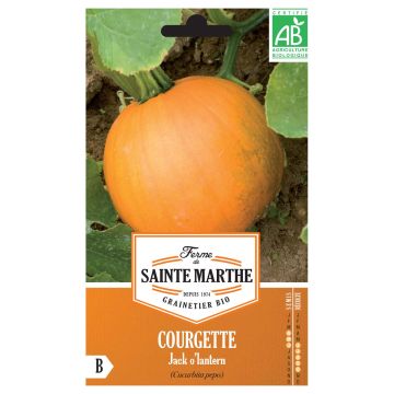 Courgette Jack O'Lantern AB - Ferme de Sainte Marthe