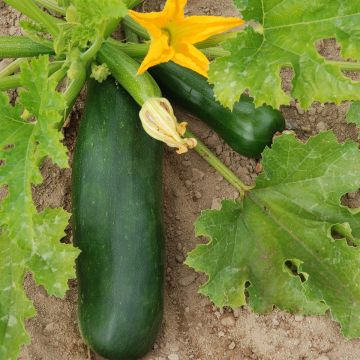 Courgette Verte de Milan ou Black Beauty  Bio - Ferme de Sainte Marthe