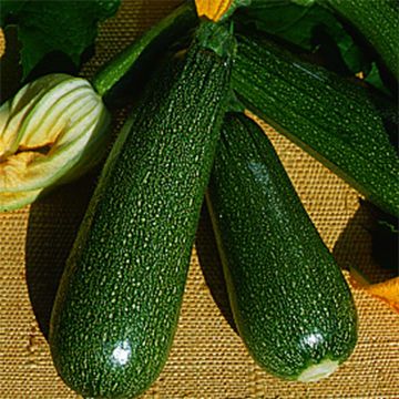 Courgette Verte non coureuse des maraîchers Bio - Ferme de Sainte Marthe