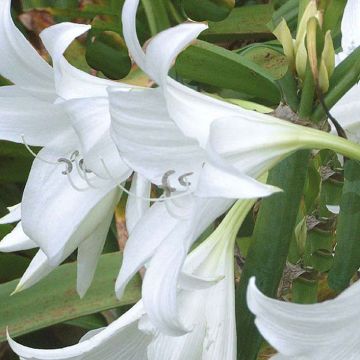 Crinum powellii Blanc