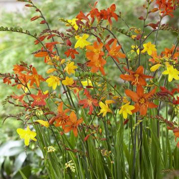 Crocosmia en mélange (petites fleurs) - Montbretia