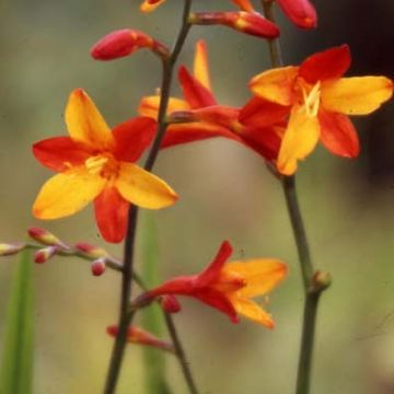 Crocosmia ou montbretia Fire King