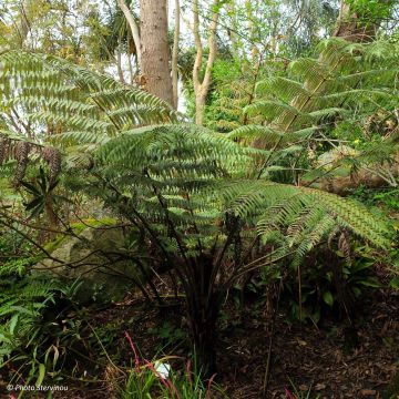 Cyathea dealbata - Fougère arborescente