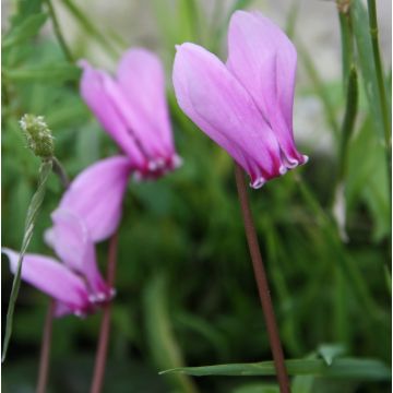 Cyclamen de Naples rose godet