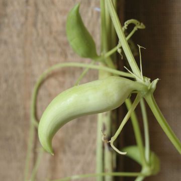 Cyclanthere Caigua Bio - Ferme de Sainte Marthe