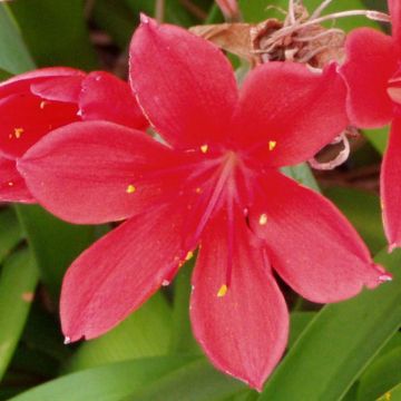 Amaryllis Pourpre Vallota - Cyrtanthus elatus