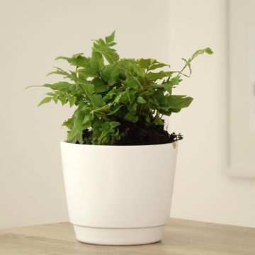 Cyrtomium fortunei - Fougère persistante