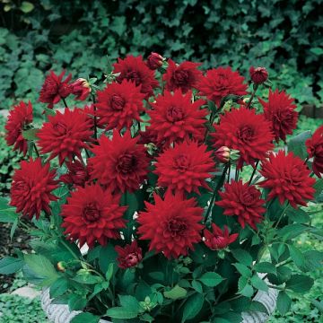 Dahlia Cactus Red Pygmy