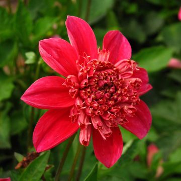 Dahlia anémone Inca