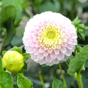 Dahlia balle Pink Pearl Bulbe