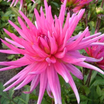Dahlia cactus nain Blue Record