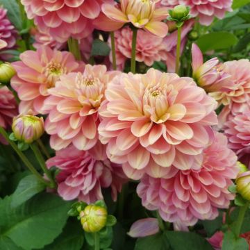 Dahlia camélia Milena Fleur