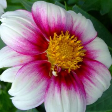 Dahlia paysage Cupido