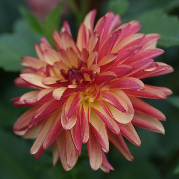 Dahlia décoratif Crazy Legs