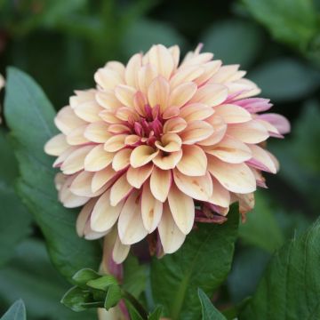 Dahlia décoratif Crème de Cognac