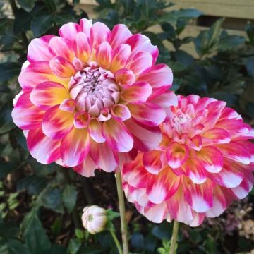 Dahlia décoratif Hawaii