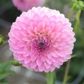 Dahlia décoratif Sefton Silvertop