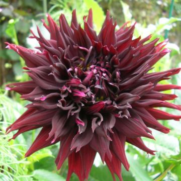 Dahlia géant Kenora Macop-B