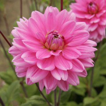Dahlia décoratif Nashville