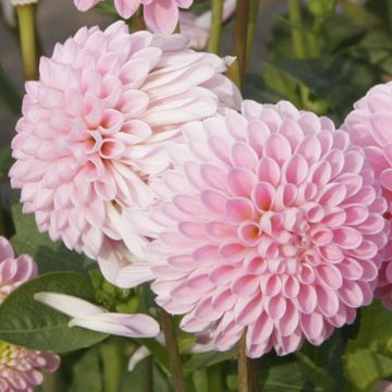 Dahlia Pink Jewel