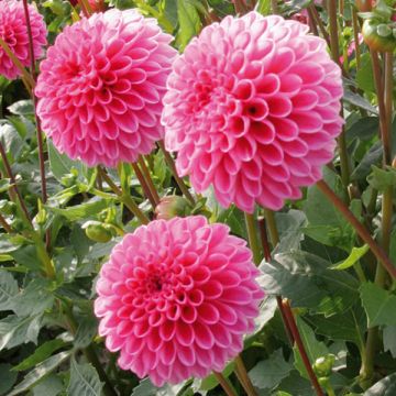 Dahlia Purple Jewel