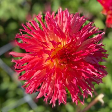 Dahlia semi cactus dentelle Pinelands Pam