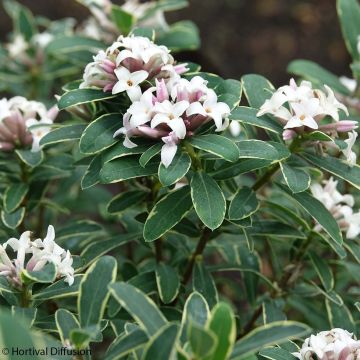 Daphne x transatlantica Summer Ice