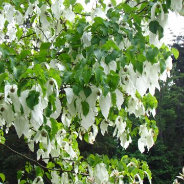 Arbre aux mouchoirs - Davidia involucrata var. vilmoriniana