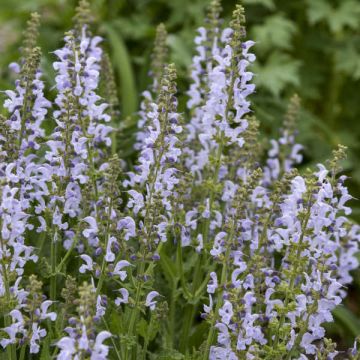 Salvia pratensis Vanity Flair - Sauge des près 