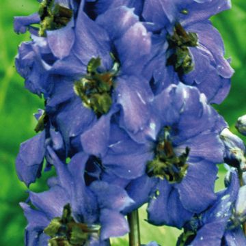 Delphinium Pacific Black Knight - Pied d'Alouette vivace