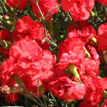 Dianthus plumarius David - Oeillet mignardise rouge vif.