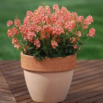 Diascia Sundascia Up Peach - Diascie orange