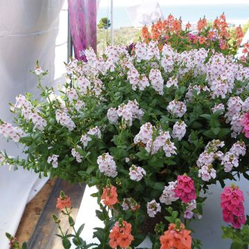 Diascia Sundascia Up Sakura Pink - Diascie blanche à coeur rose