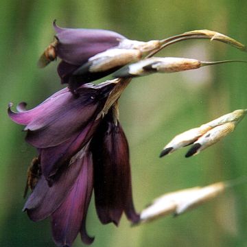 Dierama Merlin - Canne à pêche des anges