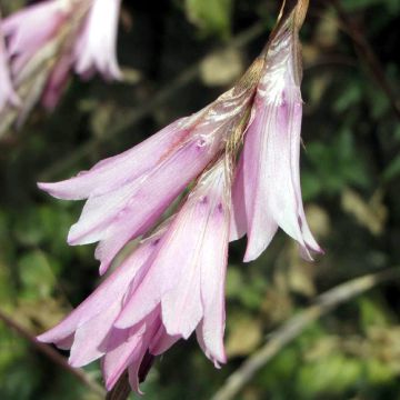 Canne à pêche des anges - Dierama Pink Rocket