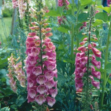 Digitale mertonensis Summer King