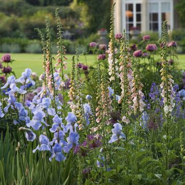 Jardin de curé : des vivaces fleuries rustiques et faciles de