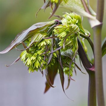 Disporum cantoniense Night Heron - Cloche des fées