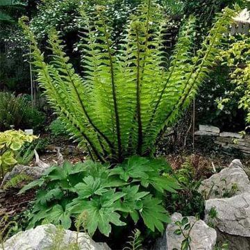 Dryopteris crassirhizoma - Fougère