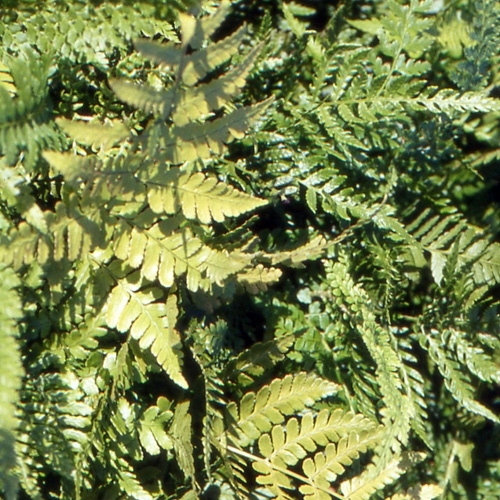 Dryopteris erythrosora Prolifica - Fougère à sores rouges 