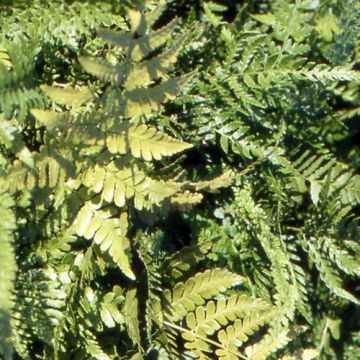 Dryopteris erythrosora Prolifica - Fougère à sores rouges 