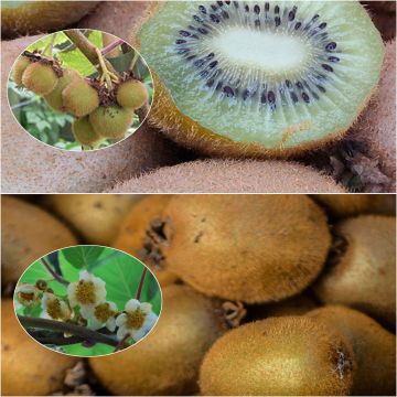 Duo Kiwi 'Hayward' femelle et 'Atlas' mâle pollinisateur