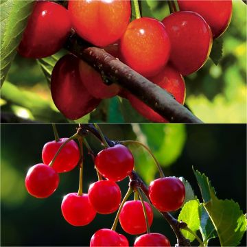 Duo pollinisateur de cerisiers colorés en racines nues