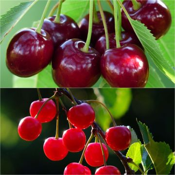 Duo pollinisateur de cerisiers pour une récolte savoureuse