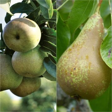 Duo pollinisateurs de poiriers valeurs sûres Beurré Hardy et Conférence