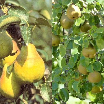 Duo pollinisateur de poiriers Bio pour une récolte étalée