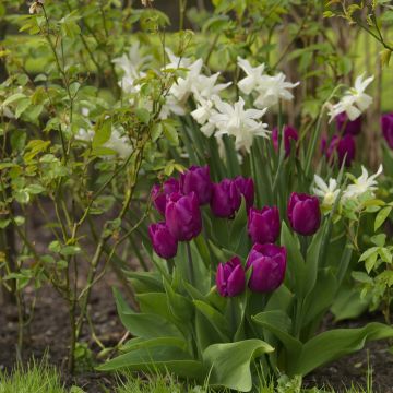 Duo Yin-Yang - Tulipes et Narcisses