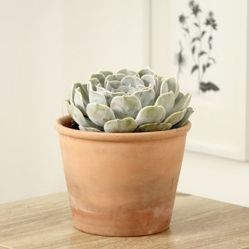 Echeveria lilacina