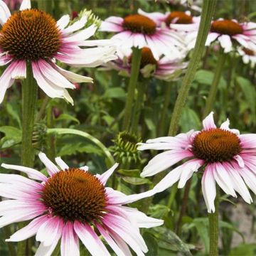 Echinacea Funky White - Echinacée